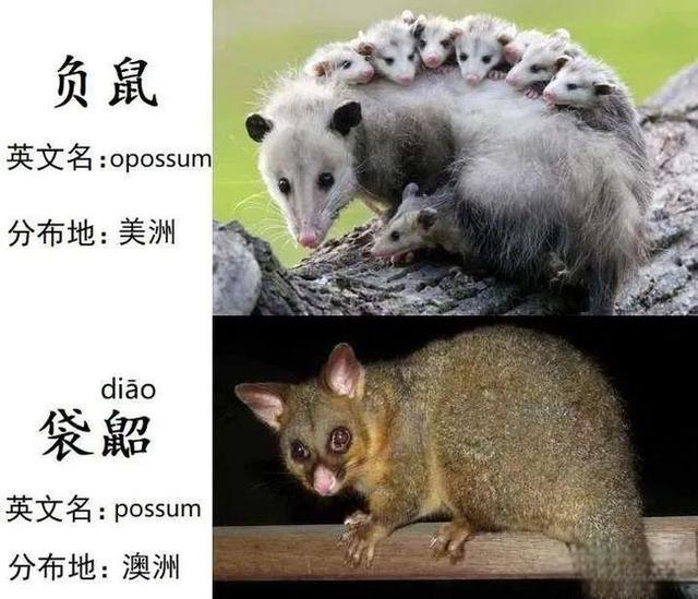 奇塔Cheetah不是豹，Leopard才是豹-