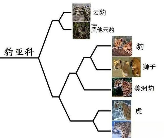 奇塔Cheetah不是豹，Leopard才是豹-