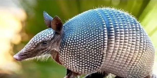 奇塔Cheetah不是豹，Leopard才是豹-