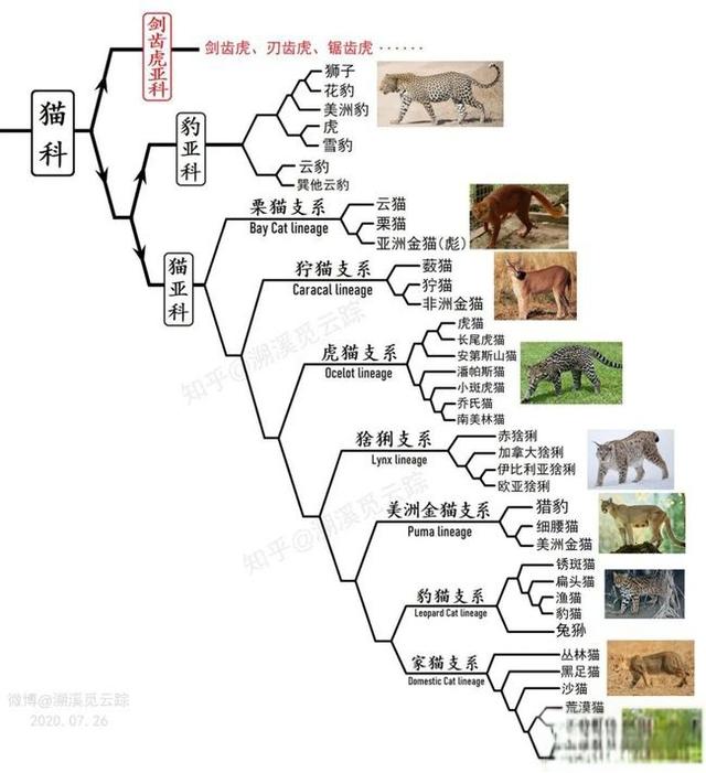 奇塔Cheetah不是豹，Leopard才是豹-