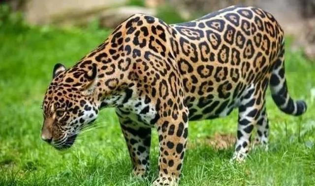奇塔Cheetah不是豹，Leopard才是豹-