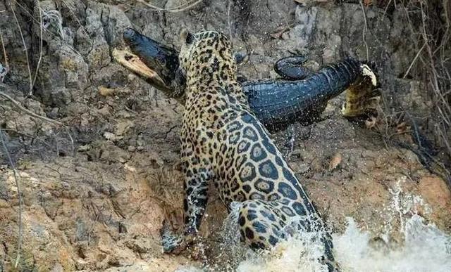 奇塔Cheetah不是豹，Leopard才是豹-