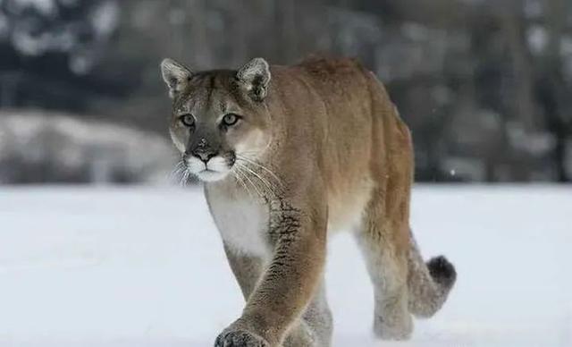 奇塔Cheetah不是豹，Leopard才是豹-