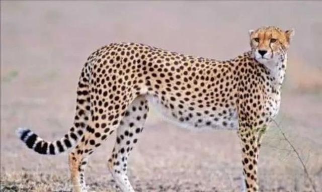 奇塔Cheetah不是豹，Leopard才是豹-