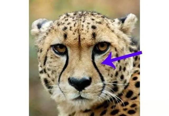 奇塔Cheetah不是豹，Leopard才是豹-