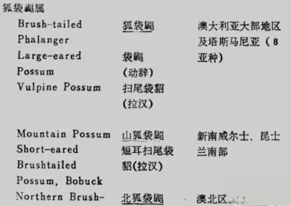 奇塔Cheetah不是豹，Leopard才是豹-