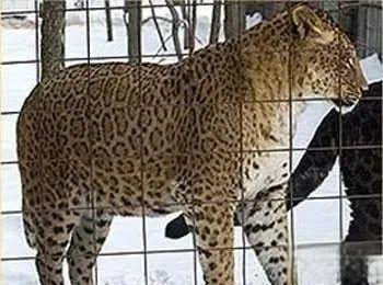 奇塔Cheetah不是豹，Leopard才是豹-