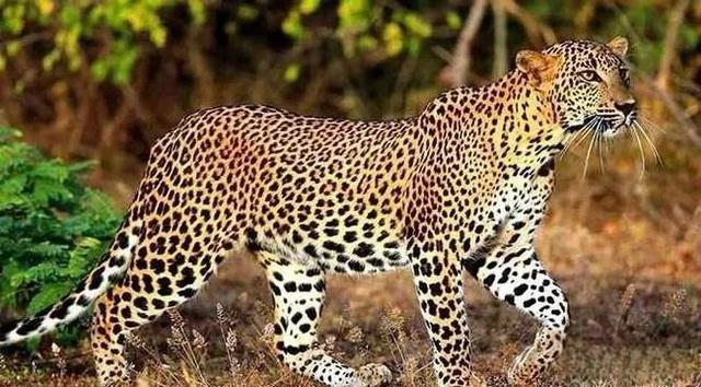 奇塔Cheetah不是豹，Leopard才是豹-