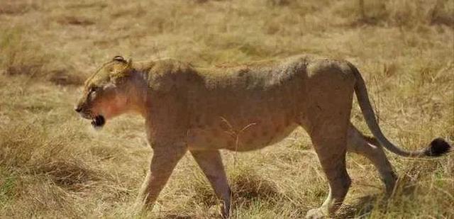 奇塔Cheetah不是豹，Leopard才是豹-