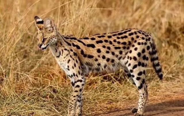 奇塔Cheetah不是豹，Leopard才是豹-