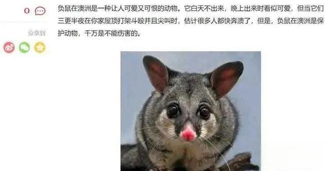 奇塔Cheetah不是豹，Leopard才是豹-
