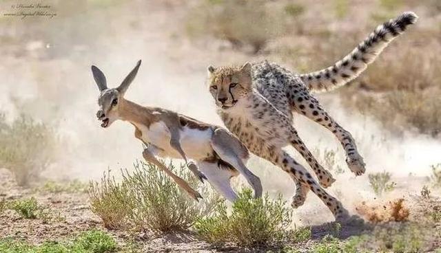 奇塔Cheetah不是豹，Leopard才是豹-