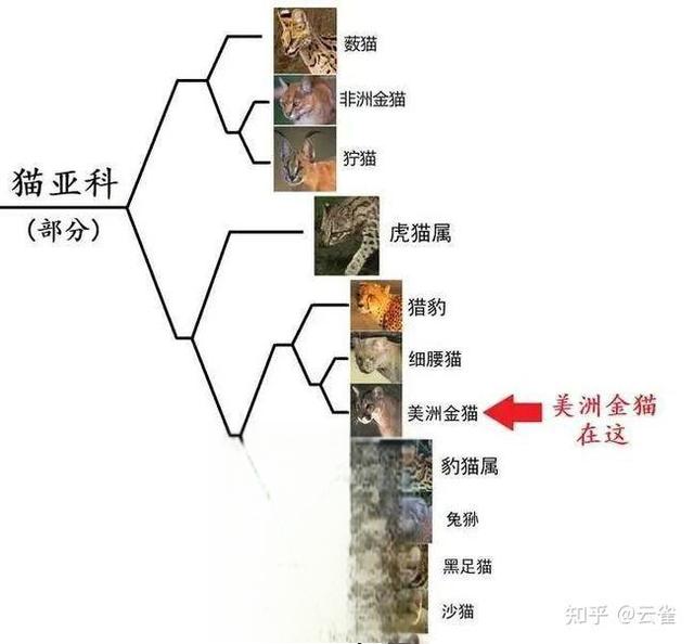 奇塔Cheetah不是豹，Leopard才是豹-