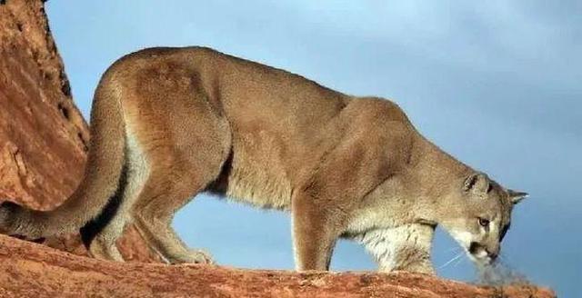 奇塔Cheetah不是豹，Leopard才是豹-