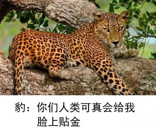 奇塔Cheetah不是豹，Leopard才是豹-