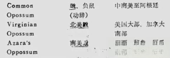 奇塔Cheetah不是豹，Leopard才是豹-