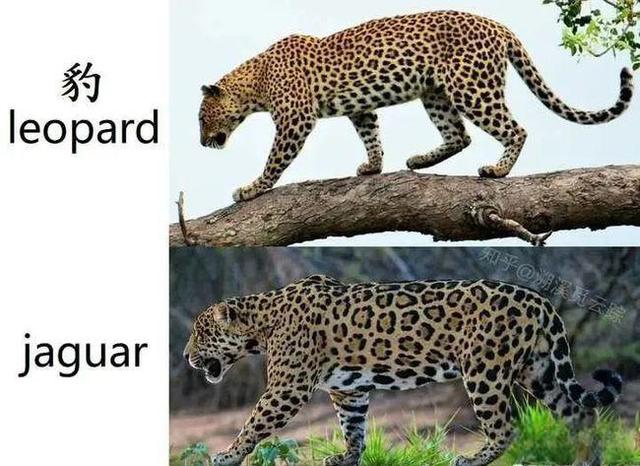 奇塔Cheetah不是豹，Leopard才是豹-