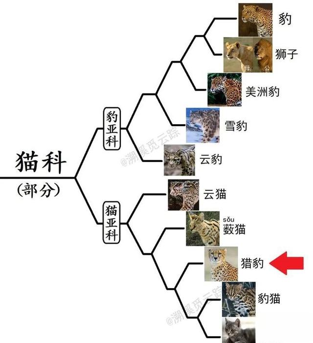 奇塔Cheetah不是豹，Leopard才是豹-