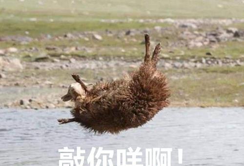 一羊千洗是什么