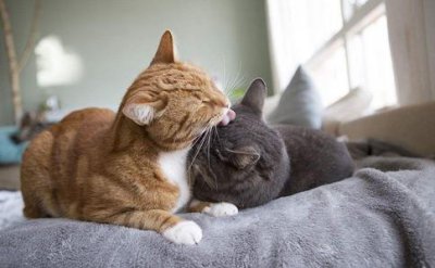 ​越南人为什么把十二生肖的兔换成了猫?