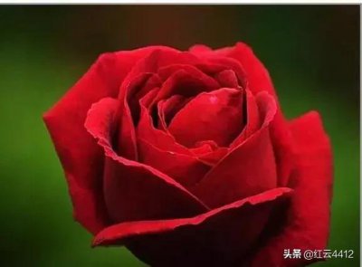 ​玫瑰月季怎么区分图片（月季和玫瑰是一种花吗）