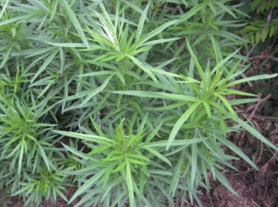 ​野艾蒿和艾草怎样分别什么味道