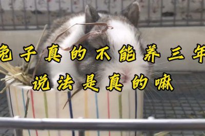 ​兔子不能养三年民间说法（兔子养三年会害人真的吗）