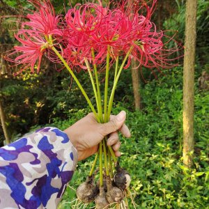 ​彼岸花为什么不能养在家里（4种不适合家里养的花卉）