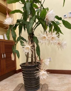 ​昙花的养殖方法和注意事项（昙花如何养护才能开花）