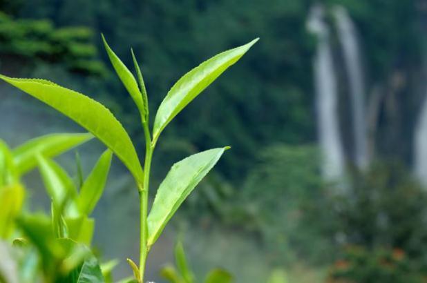 茶叶要洗过再泡吗 茶叶的正确泡法