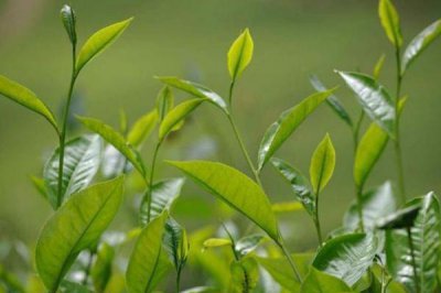 ​茶叶要洗过再泡吗 茶叶的正确泡法