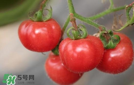 西红柿能和虾一起吃吗？西红柿可以和虾一起吃吗