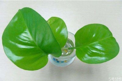 ​黄金葛是一种什么植物呢 黄金葛有什么作用呢