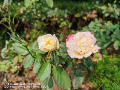​月季花冬季修剪留多高