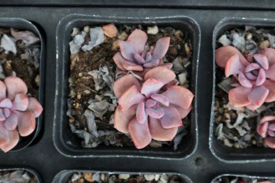​多肉植物喜欢什么环境