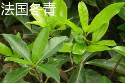 ​法国冬青和冬青的区别