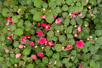 ​清远适合养什么花，市花和市树是什么