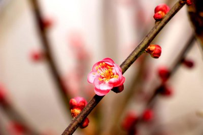 ​运城适合养什么花，市花和市树是什么