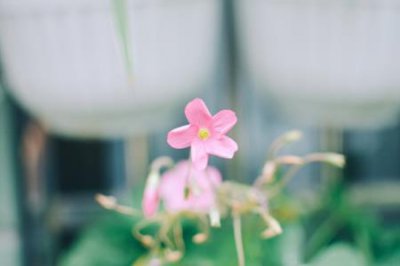 ​长春花和迎春花的区别