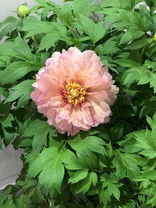 ​廊坊适合养什么花，市花和市树是什么