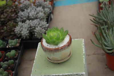 ​玉露开花会死吗