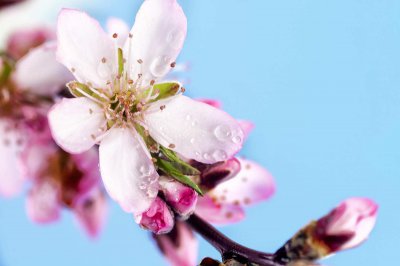 ​桃花什么时候开花