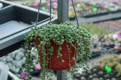 ​珍珠吊兰什么时候开花
