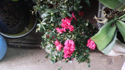 ​杜鹃花几天浇一次水