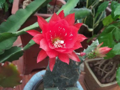 ​令箭荷花怎么施肥