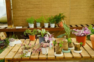 ​皱叶椒草的养殖方法和注意事项