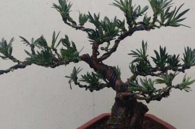 ​罗汉松和金钱松的区别