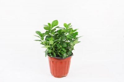 ​水培栀子花的养殖方法