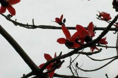 ​木棉和棉花的区别，木棉怎么养