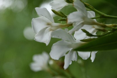 ​素雅的白花夹竹桃